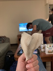 Pleurotus columbinus