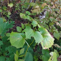 Parasenecio kamtschaticus