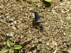 Melanchroia chephise