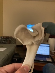 Pleurotus columbinus