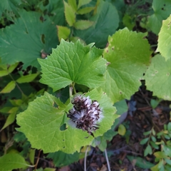 Parasenecio kamtschaticus