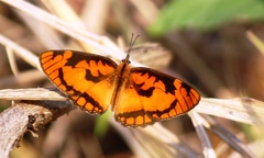 Byblia anvatara