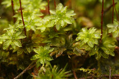 Rosulabryum