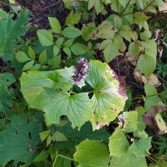 Parasenecio kamtschaticus