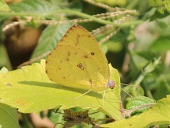 Catopsilia florella
