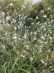 Oenothera filiformis