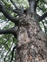 Platanaceae