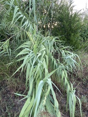 Arundo