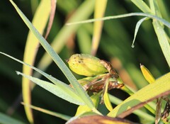 Iridaceae