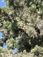 Cupressus sempervirens