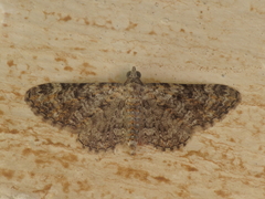 Eupithecia semigraphata
