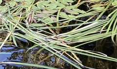 Sparganium fluctuans