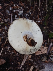 Russula nigricans