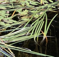 Sparganium fluctuans