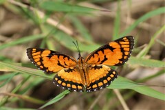 Byblia anvatara acheloia