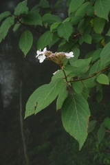 Hydrangea aspera