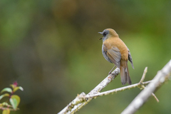 Catharus gracilirostris