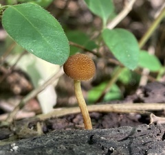 Pholiota granulosa