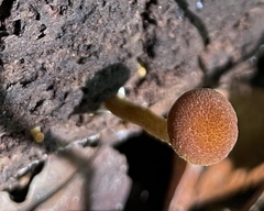 Pholiota granulosa