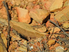 Sphingonotus rubescens