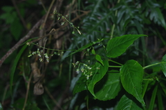 Circaea erubescens