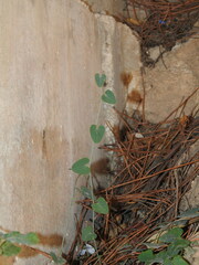 Aristolochia baetica
