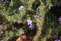 Barleria mysorensis