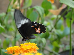 Heraclides anchisiades capys