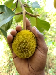 Artocarpus hirsutus