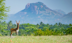 Antilope cervicapra