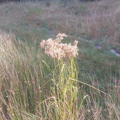 Scirpus cyperinus