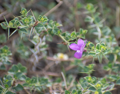 Barleria mysorensis