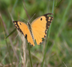 Colotis fausta