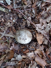Amanita strobiliformis
