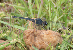 Indothemis carnatica