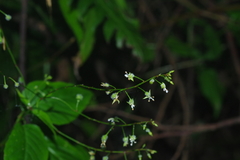 Circaea erubescens