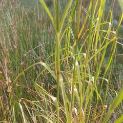 Scirpus cyperinus