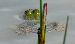 Euphlyctis cyanophlyctis