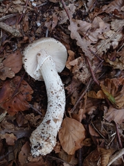 Amanita strobiliformis