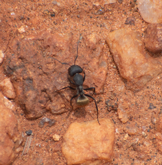 Camponotus sericeus