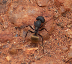 Camponotus sericeus
