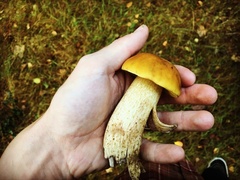 Leccinum versipelle