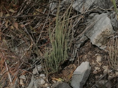 Ephedra monosperma