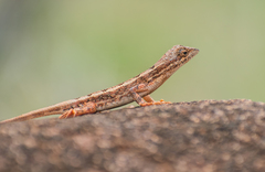 Sitana ponticeriana