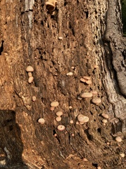 Gymnopilus suberis