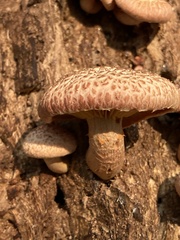 Gymnopilus suberis