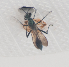 Chalybion bengalense