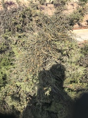 Juniperus turbinata