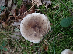 Russula densifolia
