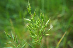 Bromus hordeaceus